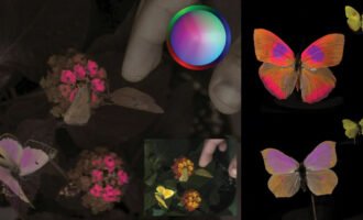 سیستم نمایش رنگ‌ها از دید حیوانات