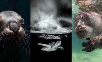 مسابقه عکاسی در اقیانوس 2023