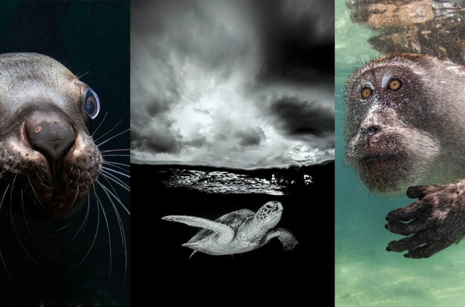 مسابقه عکاسی در اقیانوس 2023