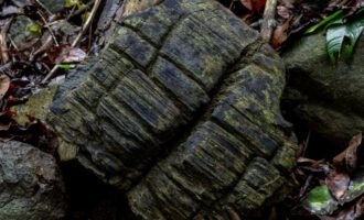 جنگل باستانی