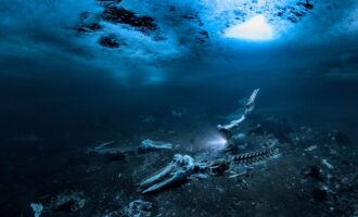 مسابقه عکاسی زیرآب 2024