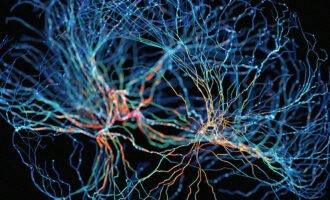 چاپ سه‌بعدی بافت مغز انسان