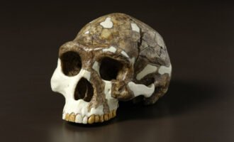 انسان اولیه