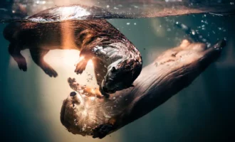 مسابقه عکاسی جهانی سونی 2024