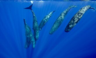 زبان نهنگ عنبر