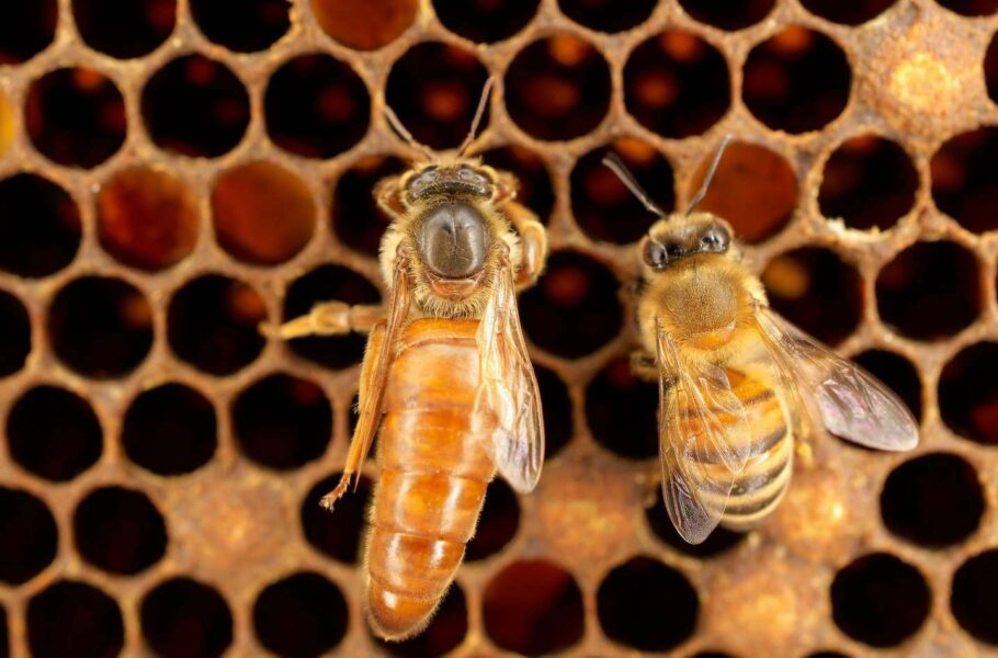 اثر گرمایش جهانی بر لانه زنبور ها