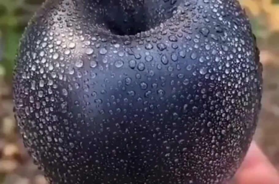 سیب الماس سیاه