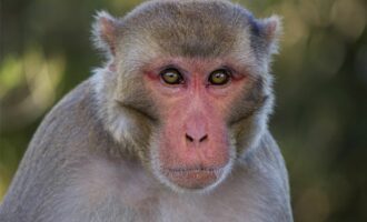 توانایی تشخیص چهره میمون ها و نخستی سانان