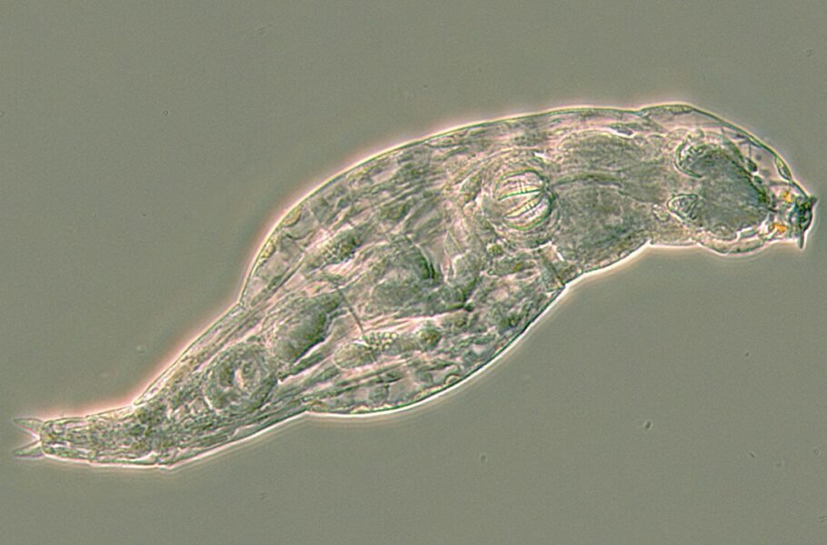 چرخان تباران