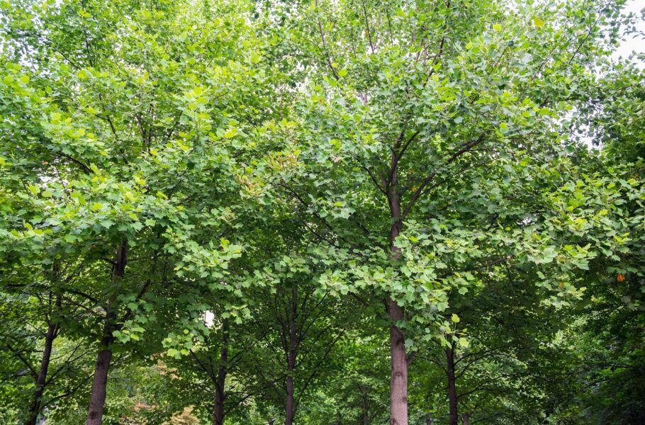 چوب درخت لاله برای جذب کربن
