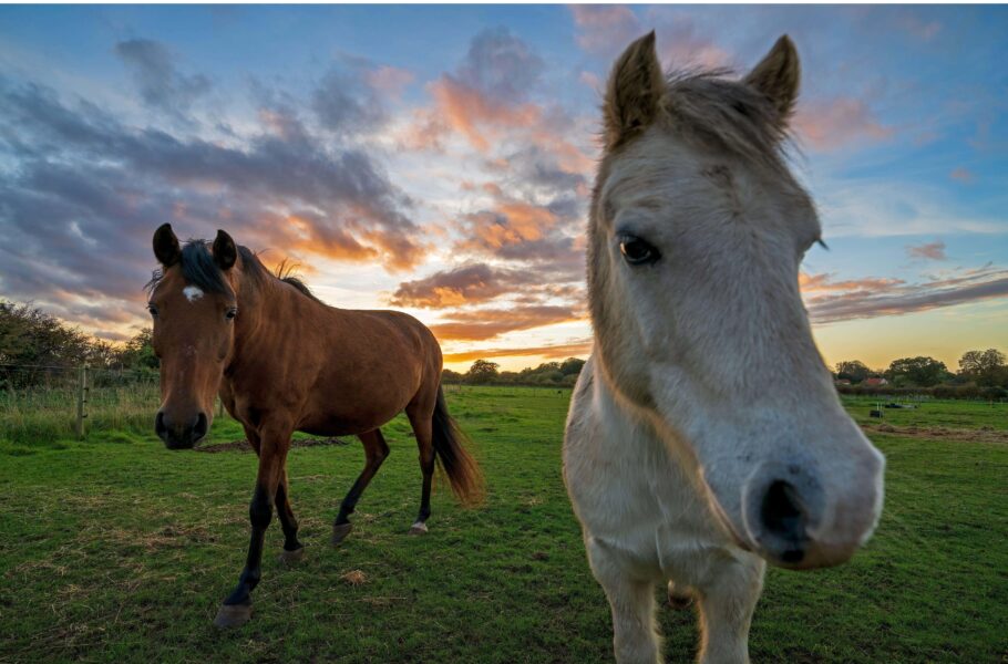 HORSE۱