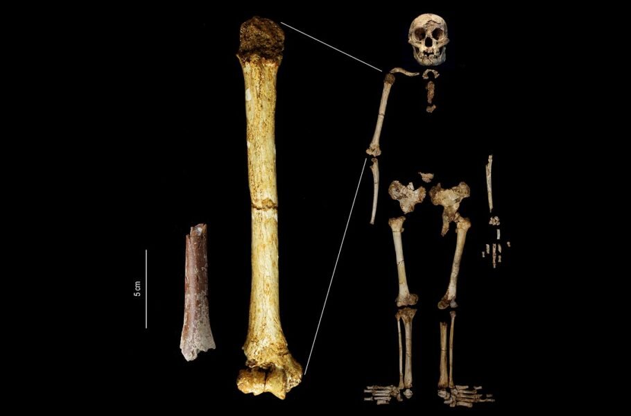 فسیل‌های هابیت