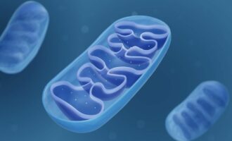 DNA میتوکندریایی