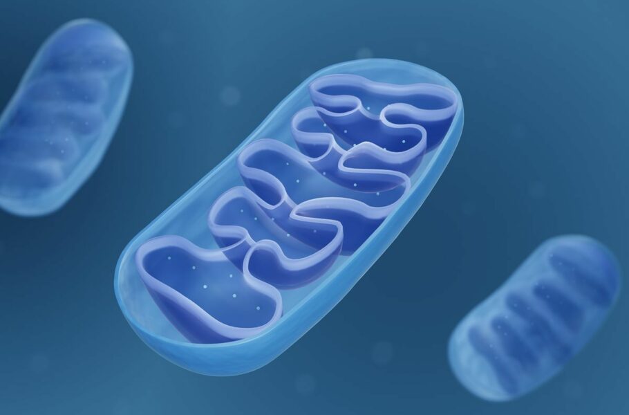 DNA میتوکندریایی
