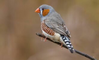 سهره گورخری یا فنچ راه راه