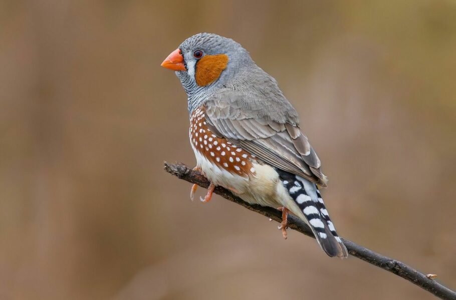سهره گورخری یا فنچ راه راه