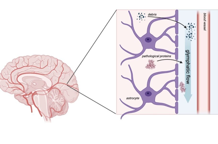 سیستم فاضلاب مغزی