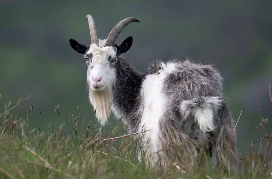 هوش مصنوعی بز