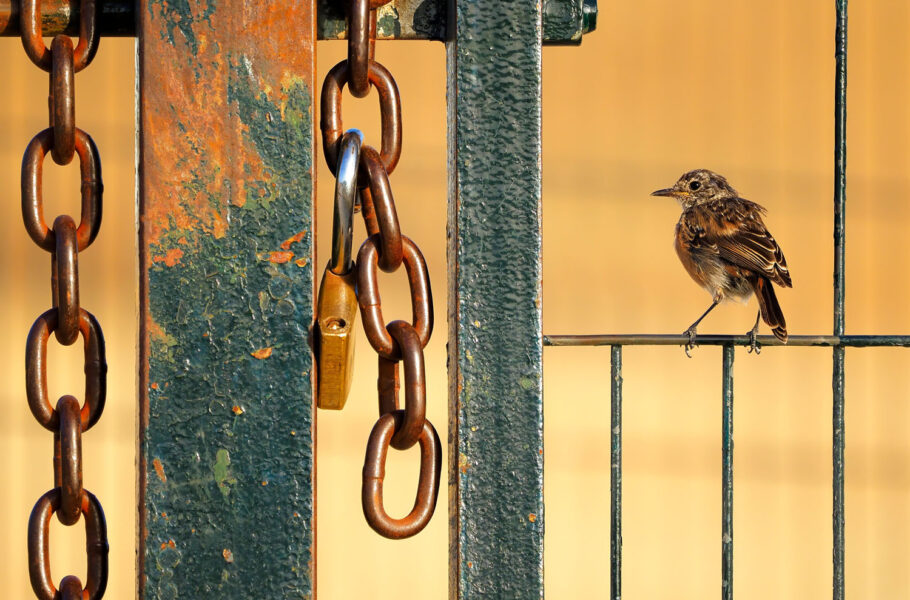 مسابقه عکاسی حیات‌وحش 2024