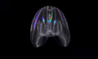 جانور عجیب دریایی که چرخه عمر معکوس دارد