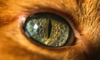 سیستم بینایی با الهام از چشم گربه‌ها