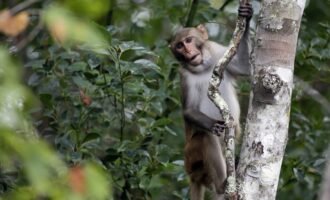 میمون‌های فراری در آمریکا