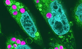 سلول‌های حیوانی فتوسنتز کننده