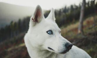 مغز کوچک‌تر، سگ باهوش‌تر