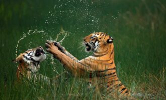 مسابقه عکاسی طبیعت 2024