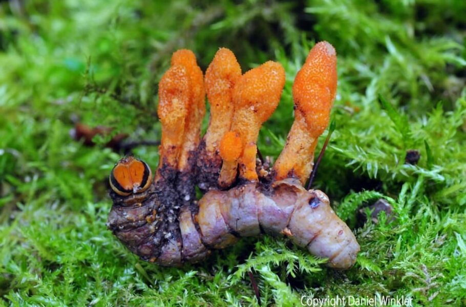 استفاده از قارچ سرچماقی برای درمان سرطان