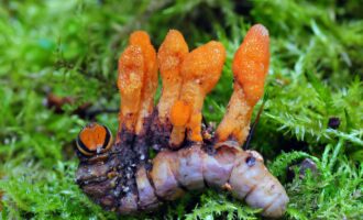 قارچ کرم ابریشم درمان سرطان