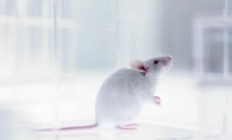 نقش استرس در شکل گیری حافظه و ترس