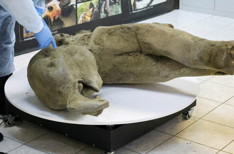 بچه ماموت کشف شده در سیبری