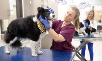 ضد پیری در سگ‌ها