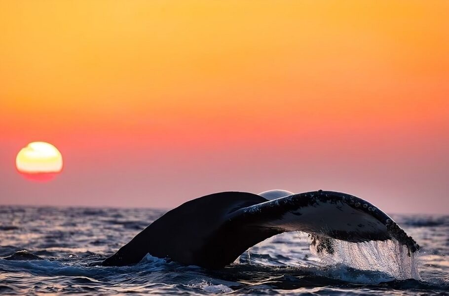 عکاسی دریایی 2024