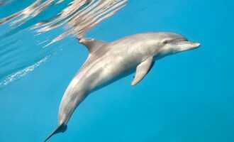 پژوهش جدید: دلفین ها ممکن است از دندان‌های خود برای شنیدن صدای زیر آب استفاده کنند