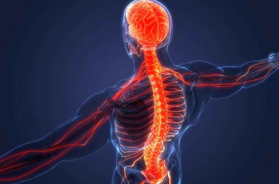 ستون فقرات انسان