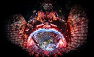 مسابقه عکاسی زیر آب